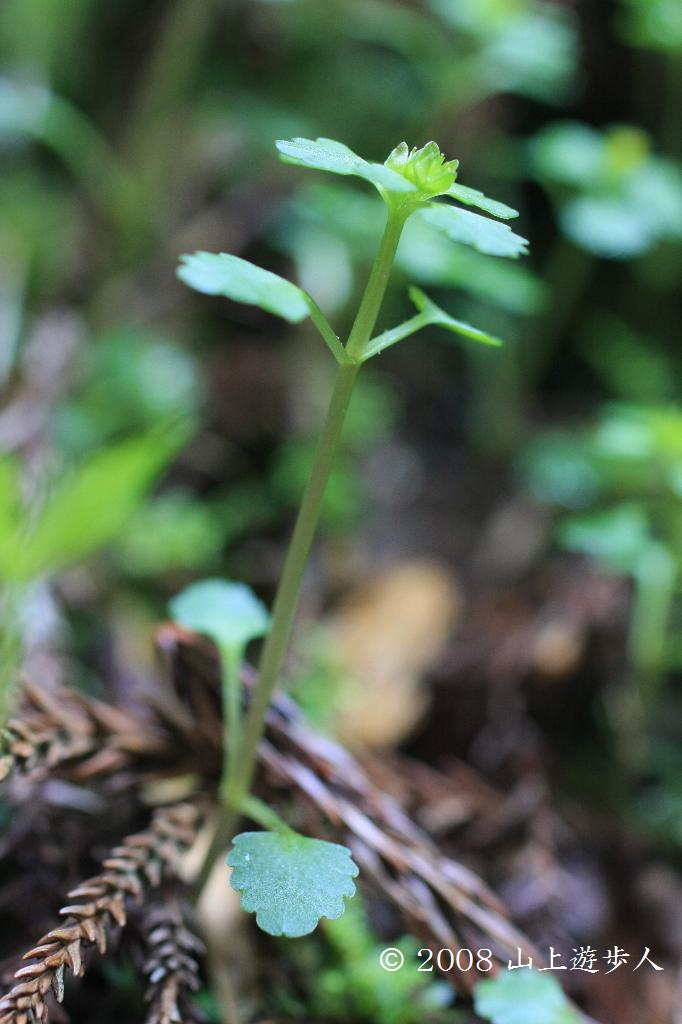 マウスホイールで拡大