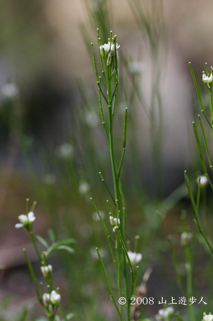 マウスホイールで拡大