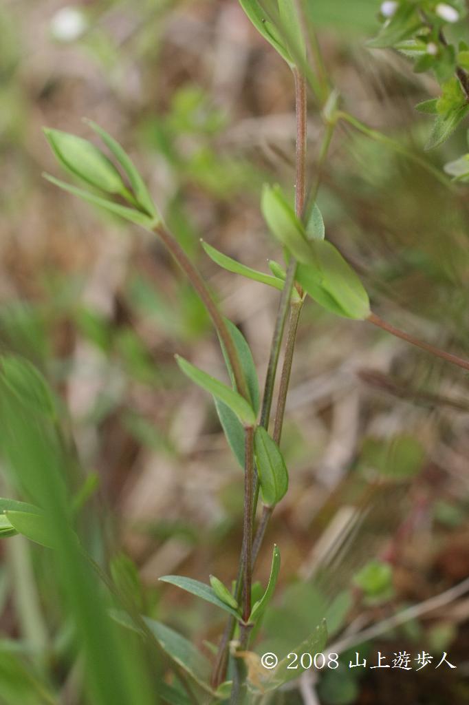 マウスホイールで拡大