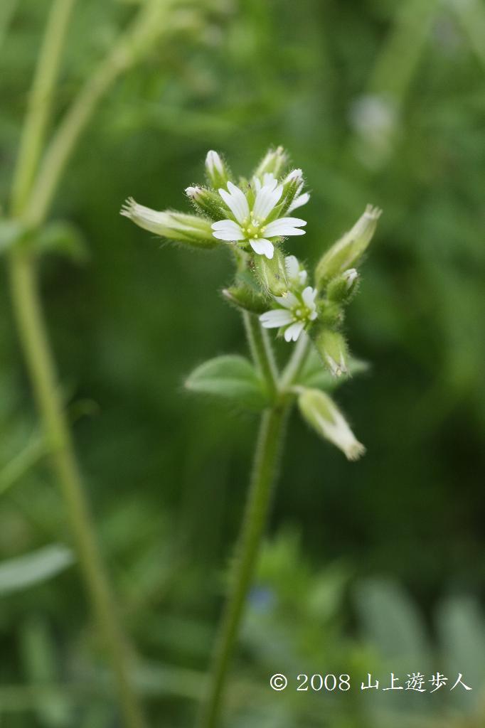 マウスホイールで拡大