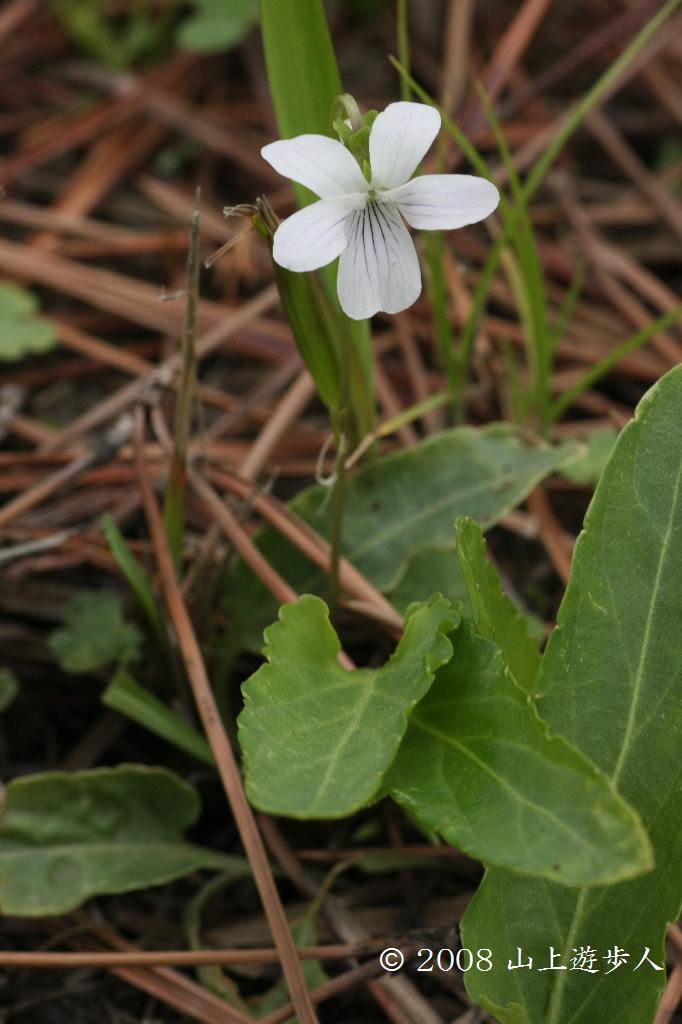 マウスホイールで拡大