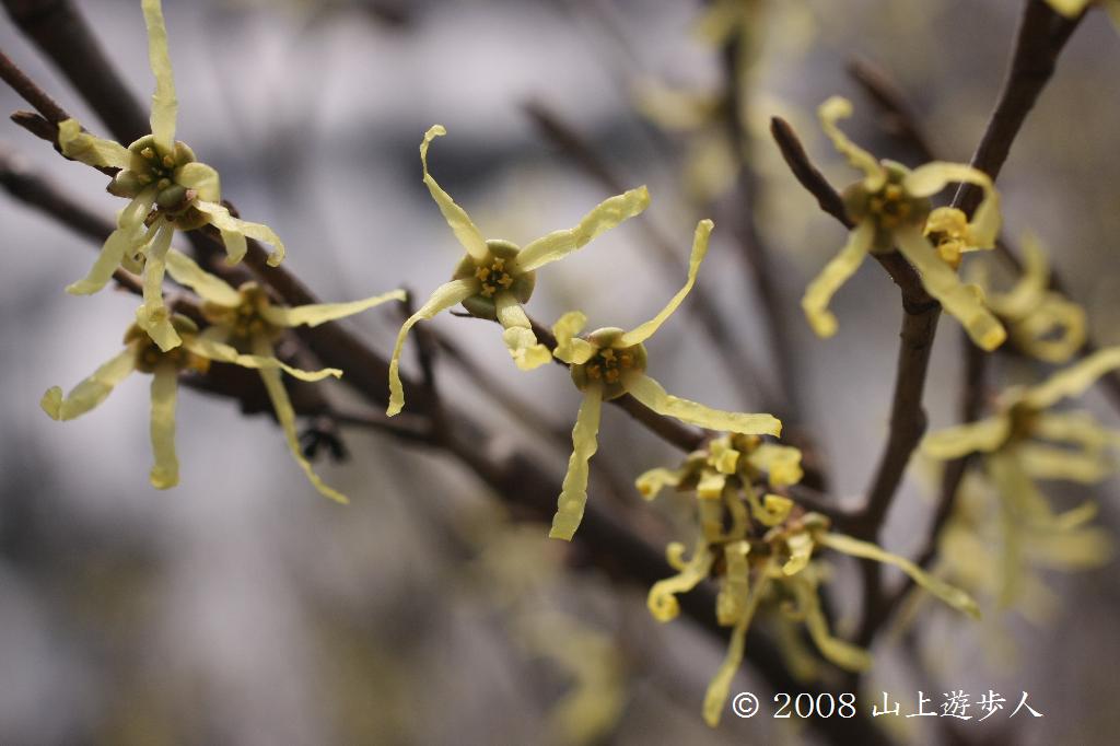 マウスホイールで拡大