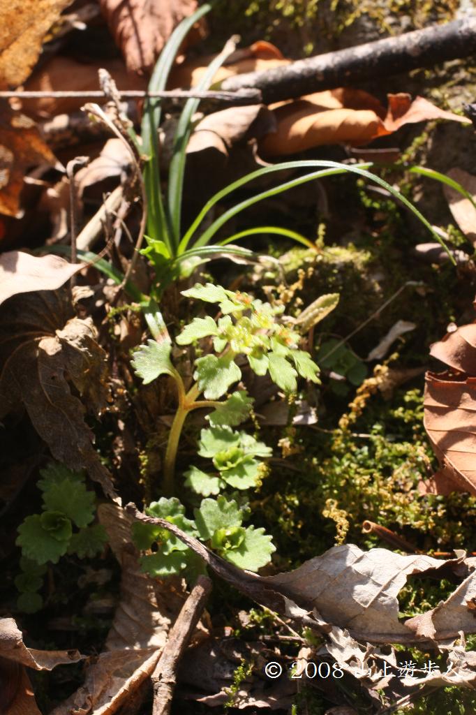 マウスホイールで拡大