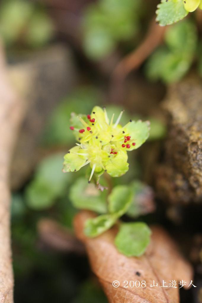 マウスホイールで拡大