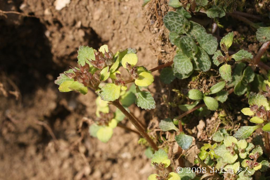 マウスホイールで拡大