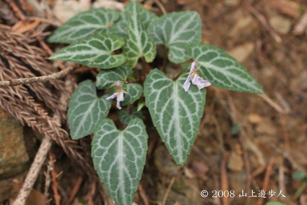 マウスホイールで拡大