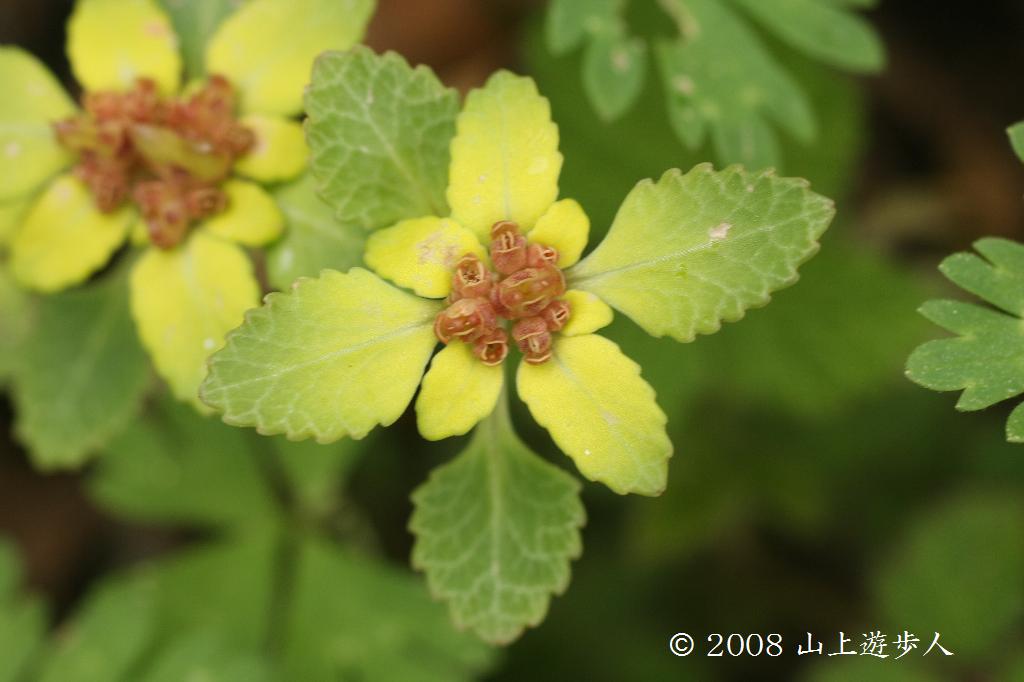 マウスホイールで拡大