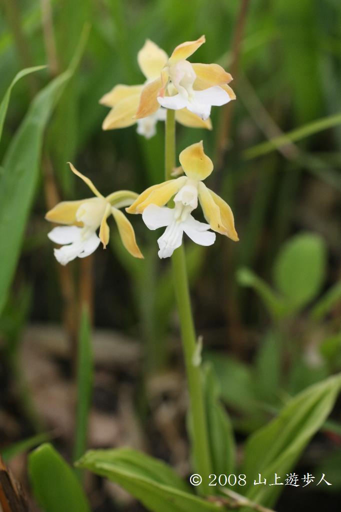 マウスホイールで拡大