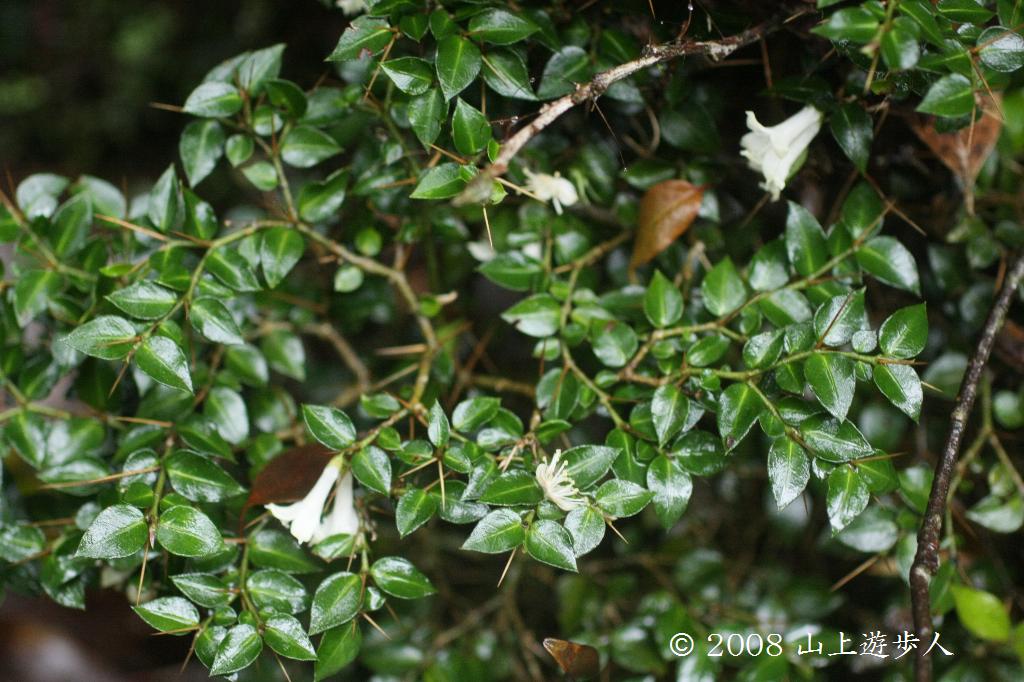 マウスホイールで拡大