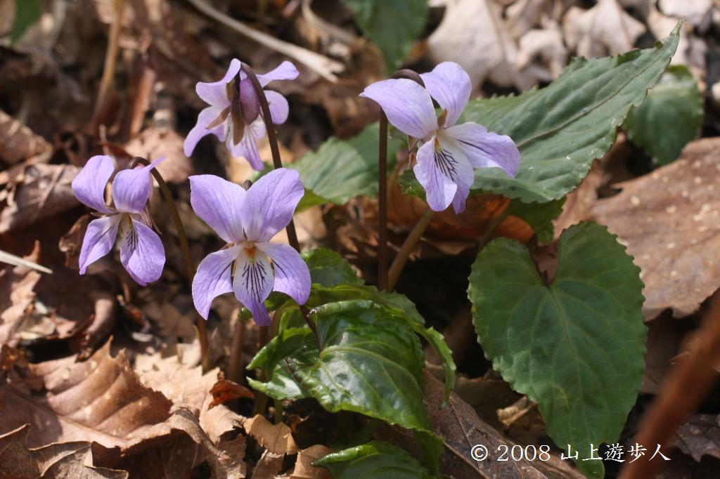 マウスホイールで拡大