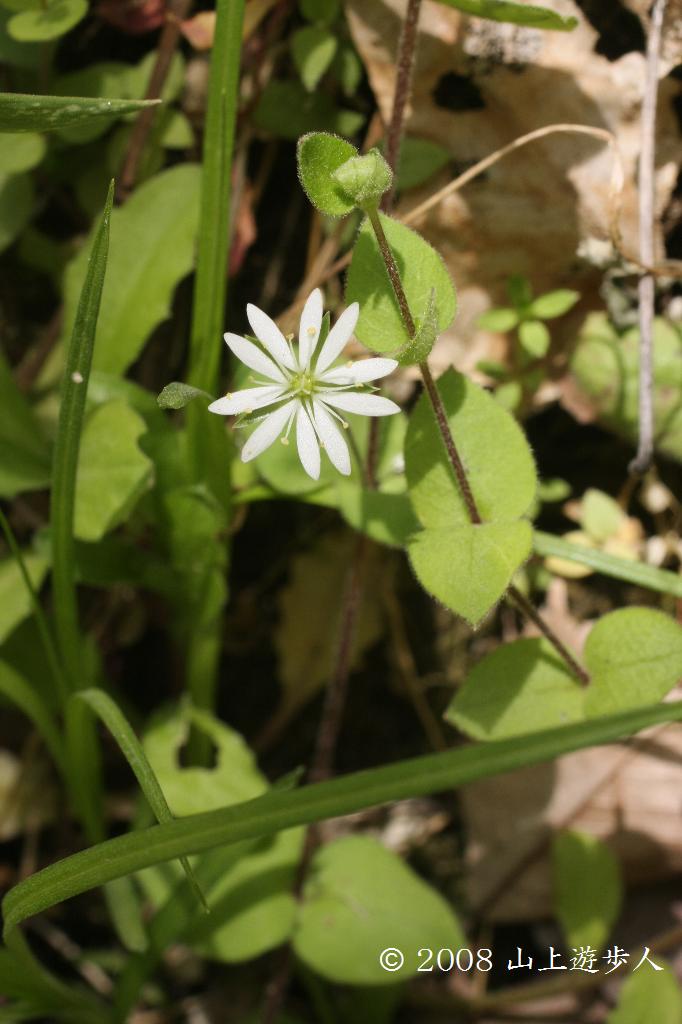 マウスホイールで拡大