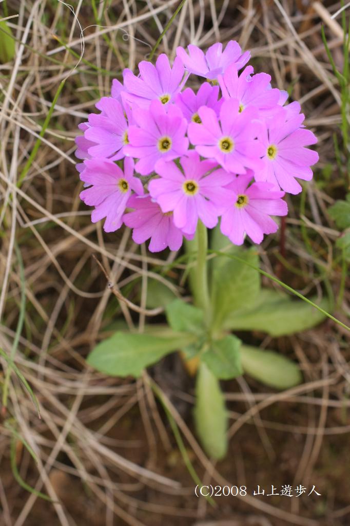 マウスホイールで拡大