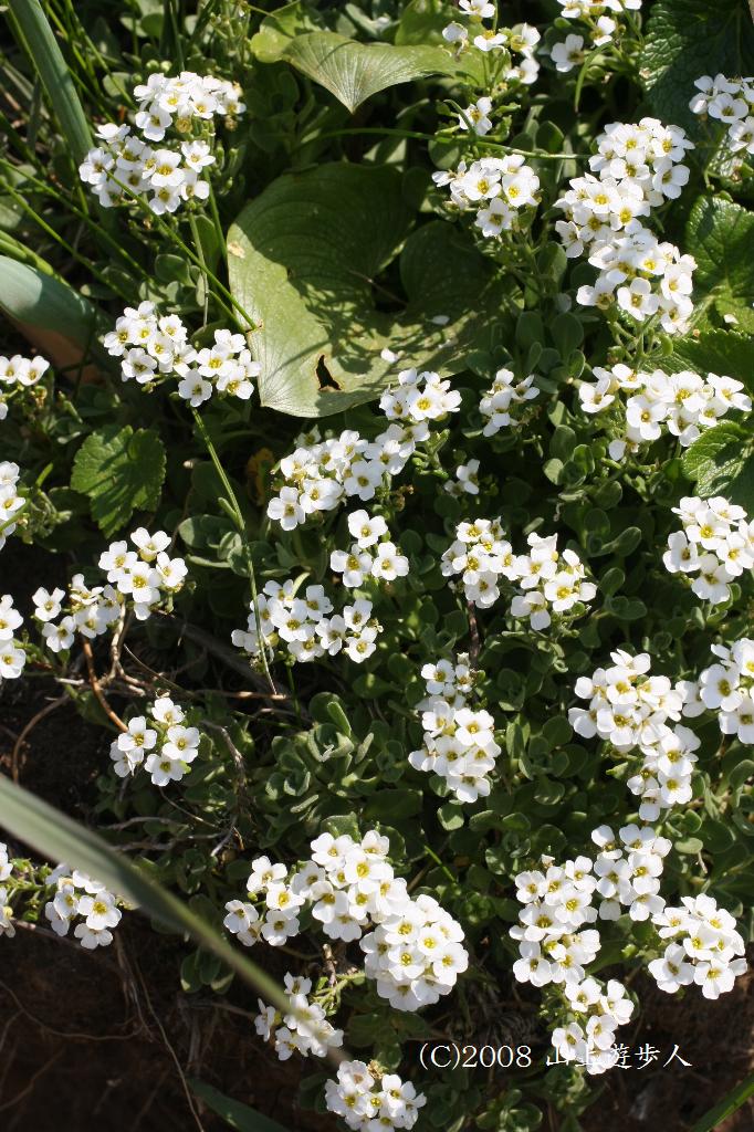 マウスホイールで拡大