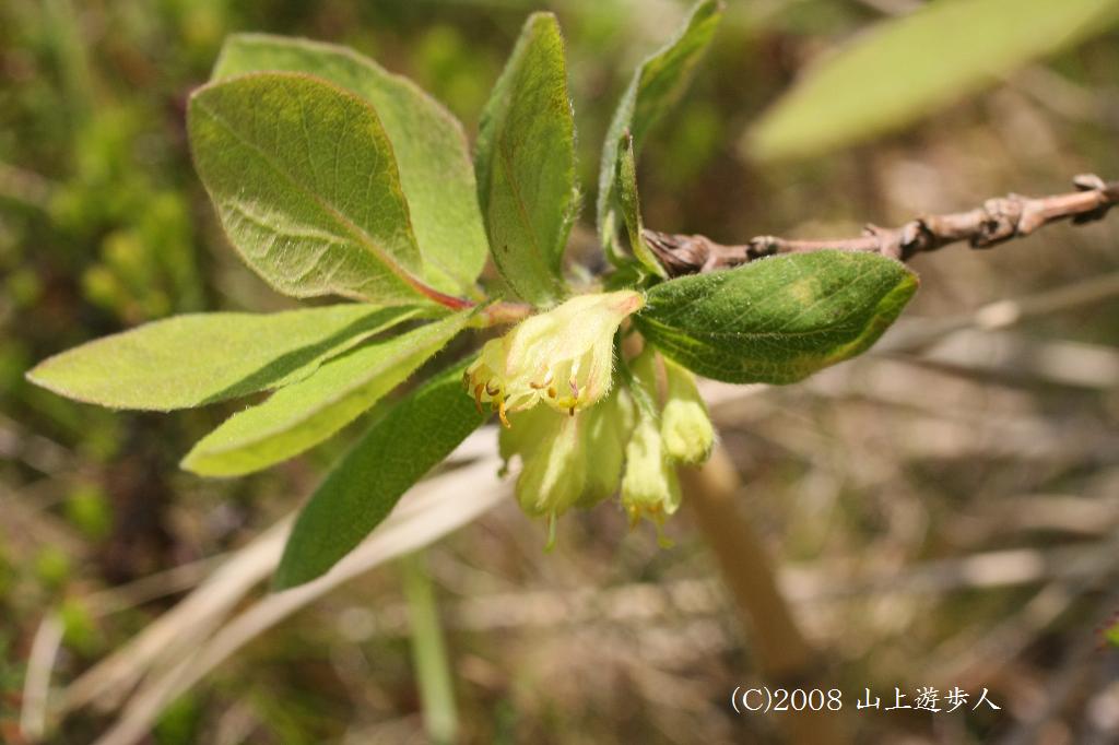 マウスホイールで拡大