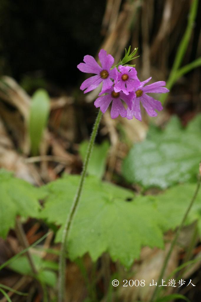 マウスホイールで拡大