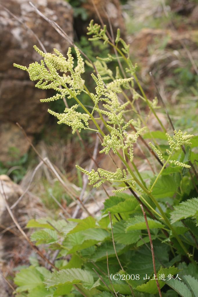 マウスホイールで拡大