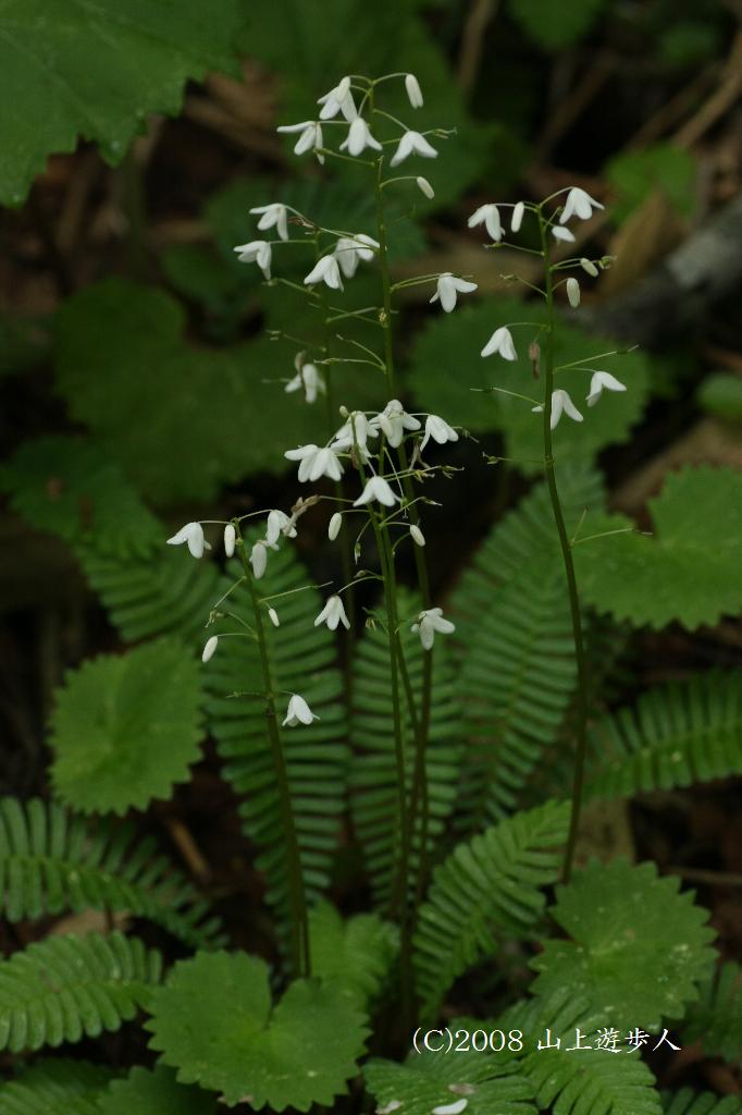 マウスホイールで拡大