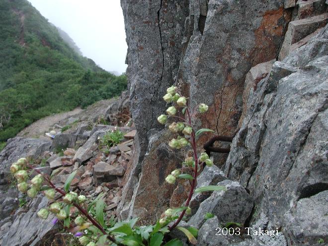 マウスホイールで拡大