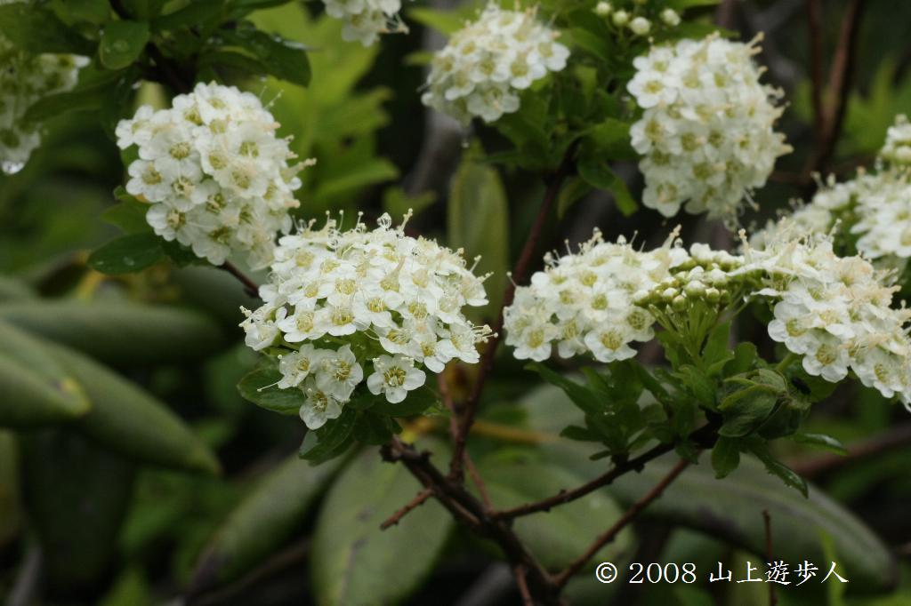 マウスホイールで拡大