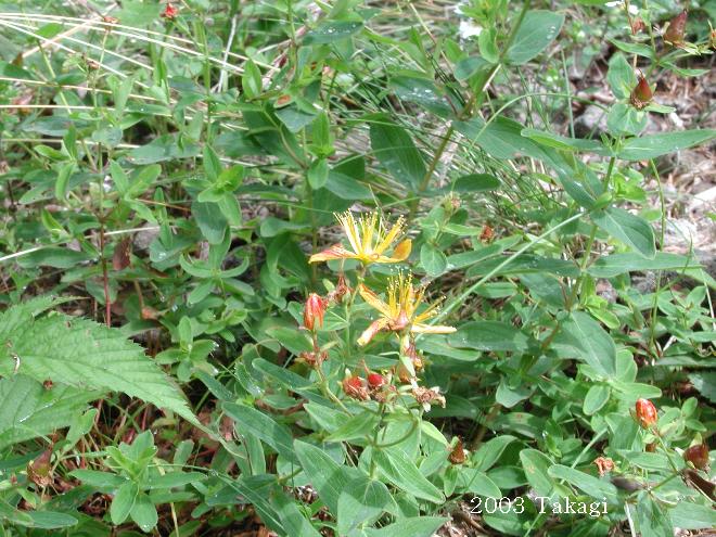 マウスホイールで拡大