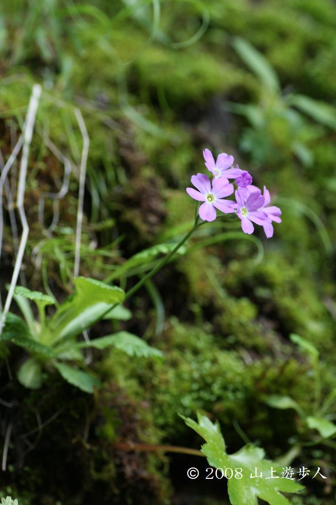 マウスホイールで拡大