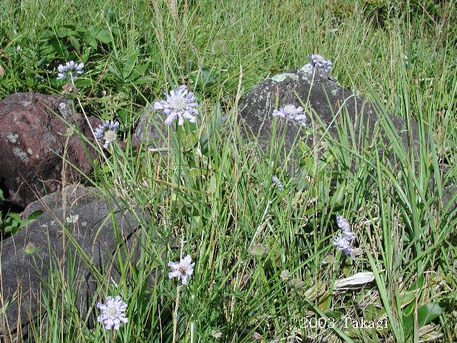 マウスホイールで拡大