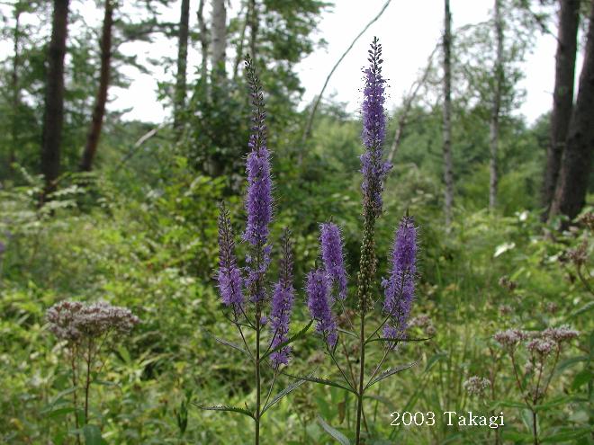 マウスホイールで拡大