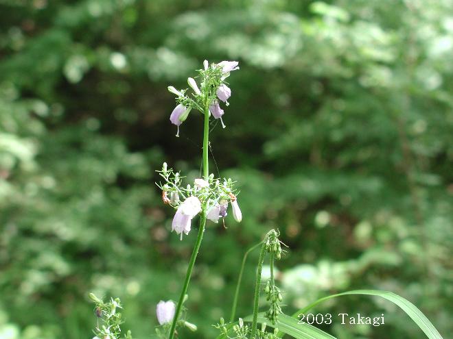 マウスホイールで拡大