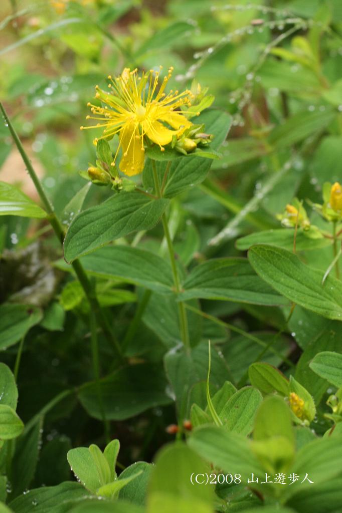 マウスホイールで拡大