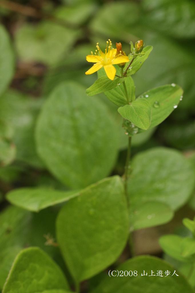 マウスホイールで拡大