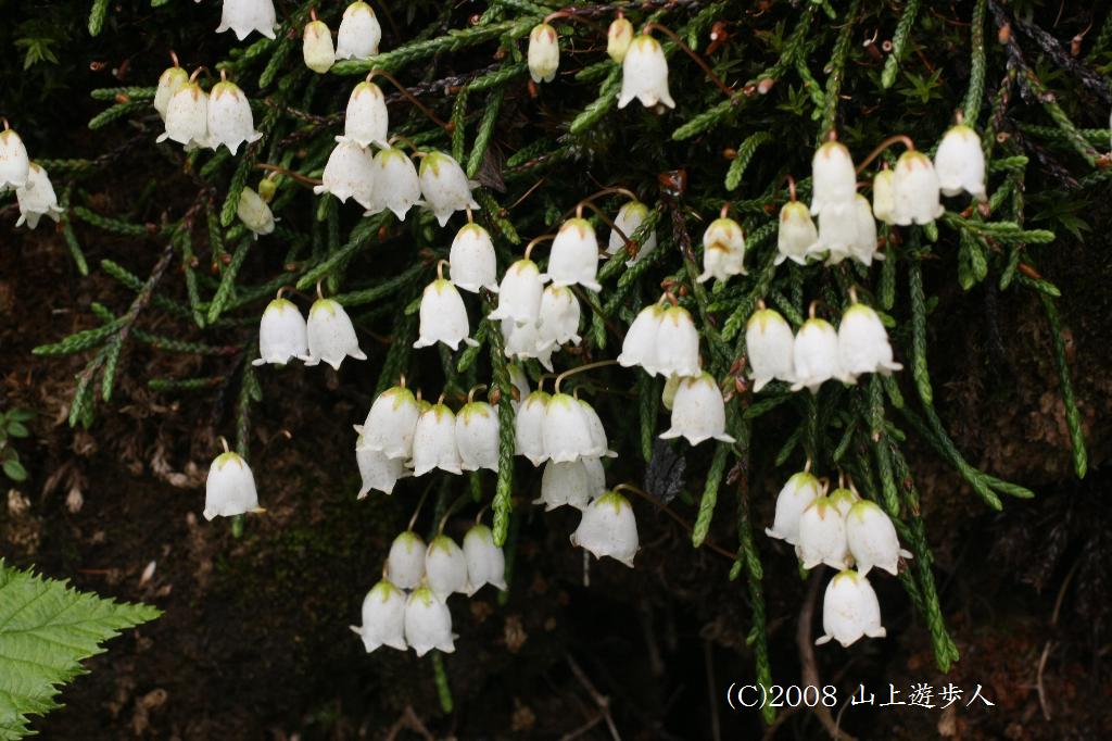 マウスホイールで拡大