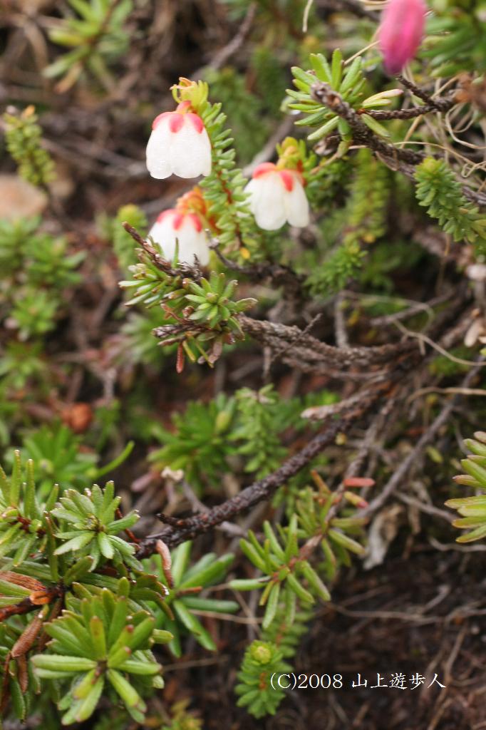 マウスホイールで拡大