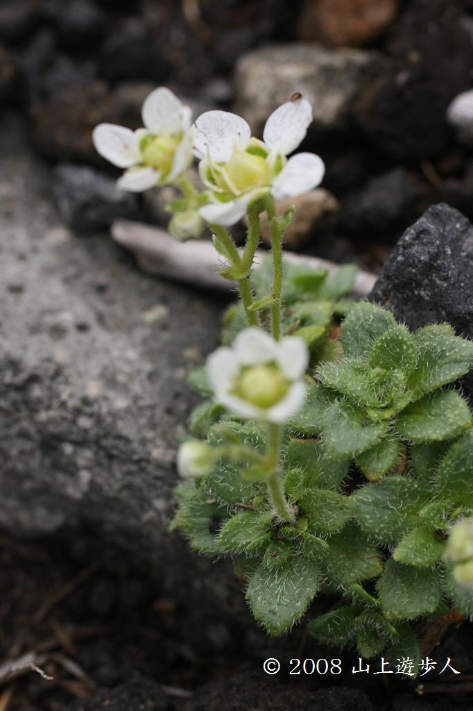 マウスホイールで拡大