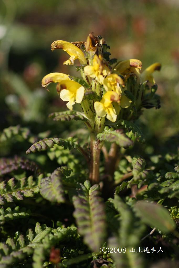 マウスホイールで拡大