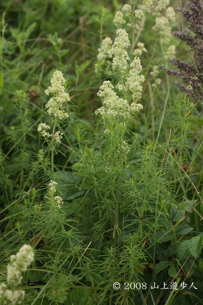 マウスホイールで拡大