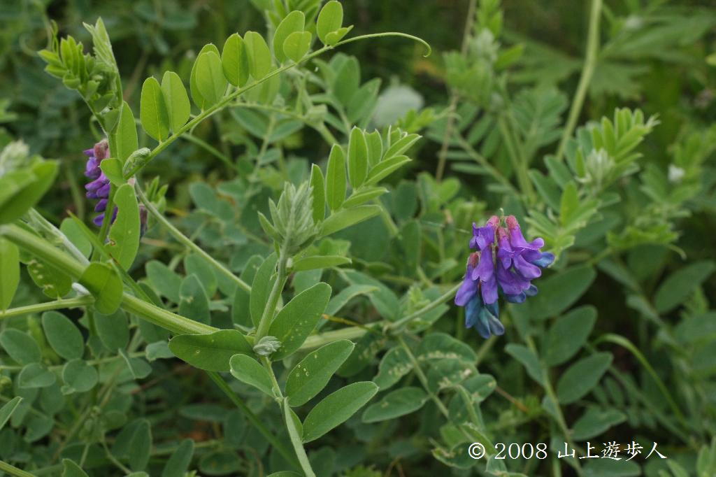 マウスホイールで拡大