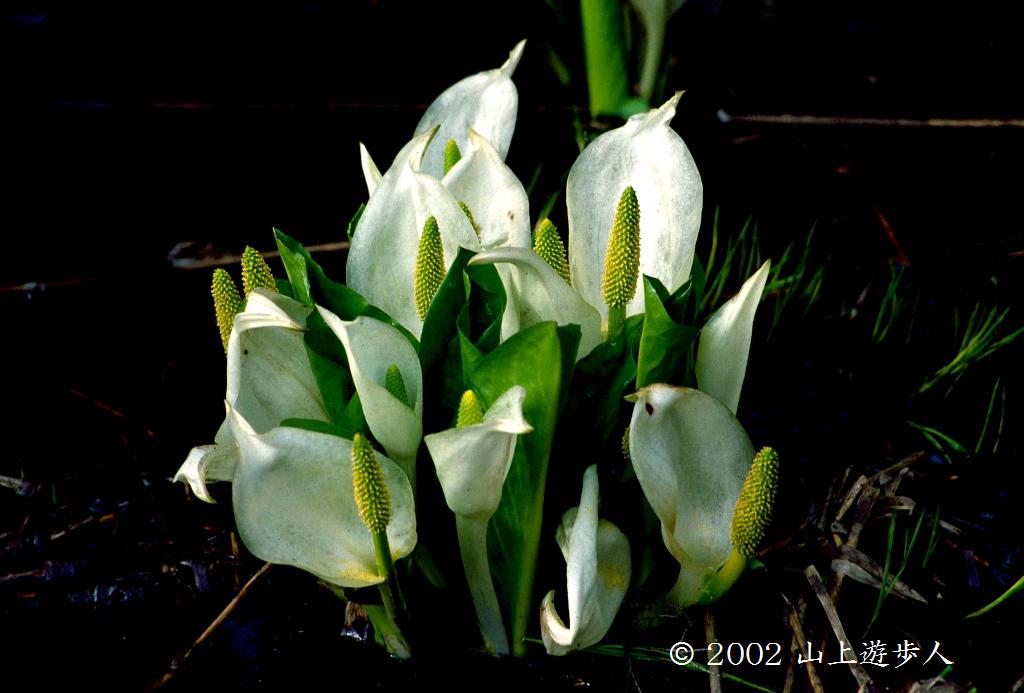 マウスホイールで拡大