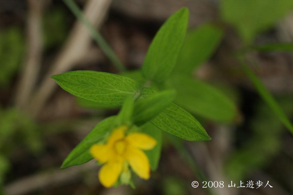 マウスホイールで拡大