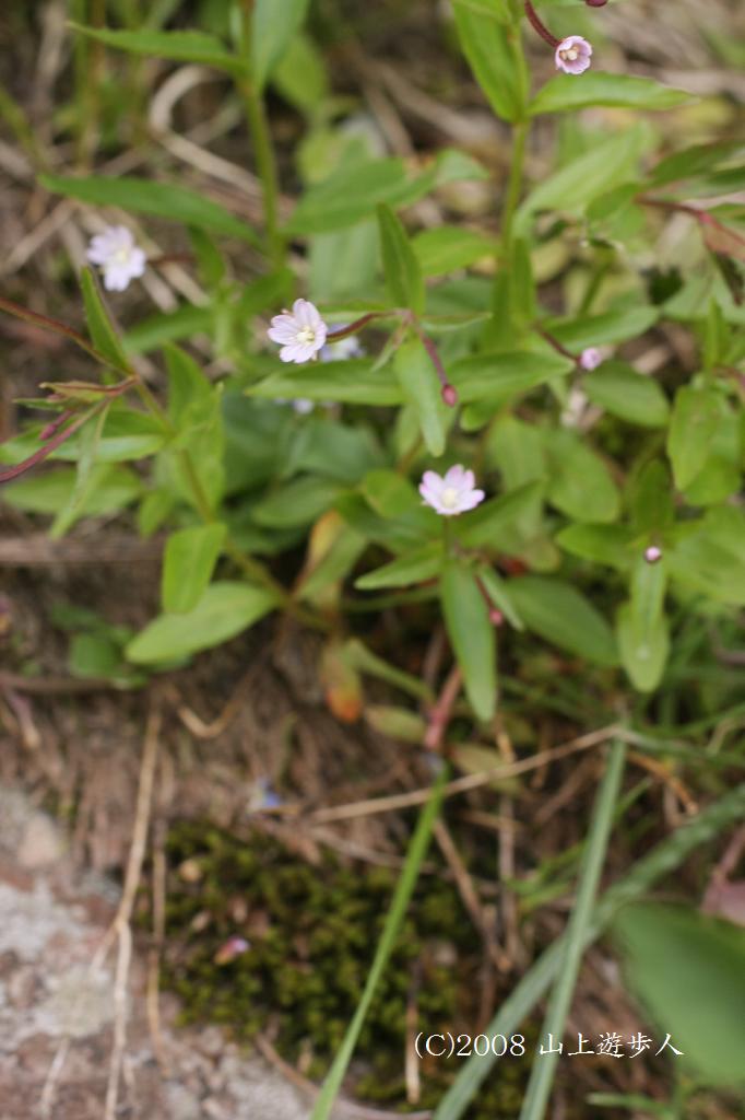 マウスホイールで拡大