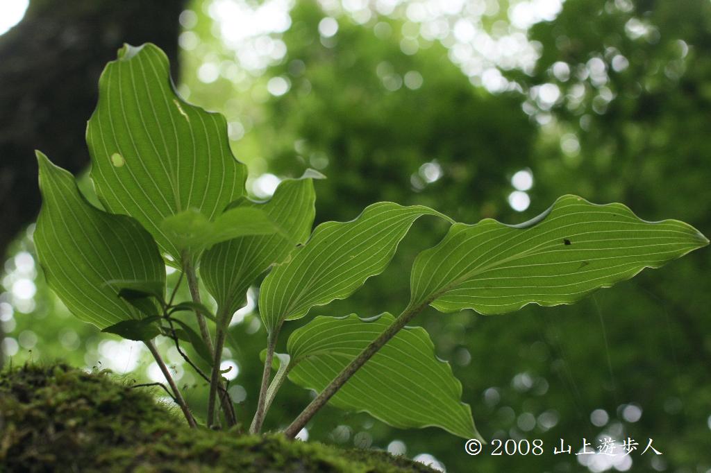マウスホイールで拡大
