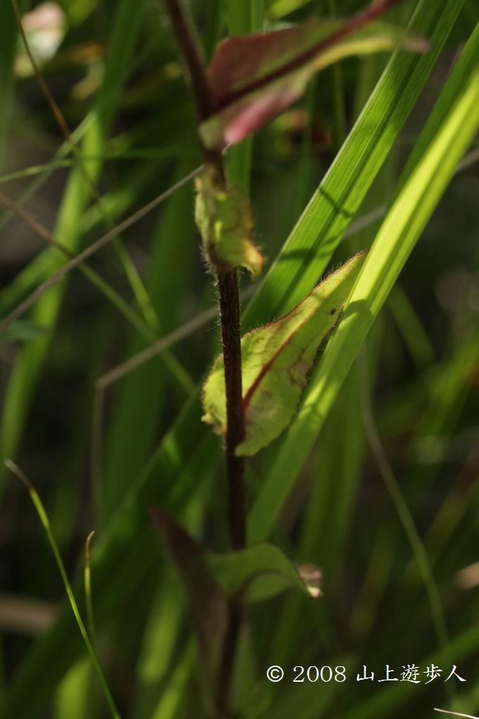 マウスホイールで拡大