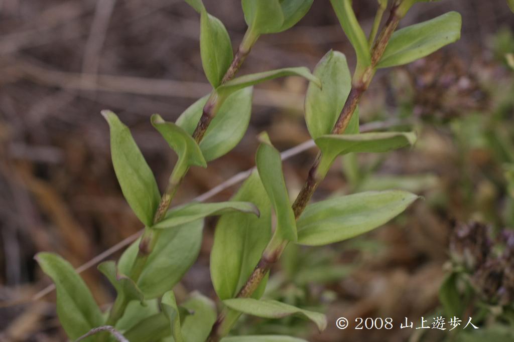 マウスホイールで拡大