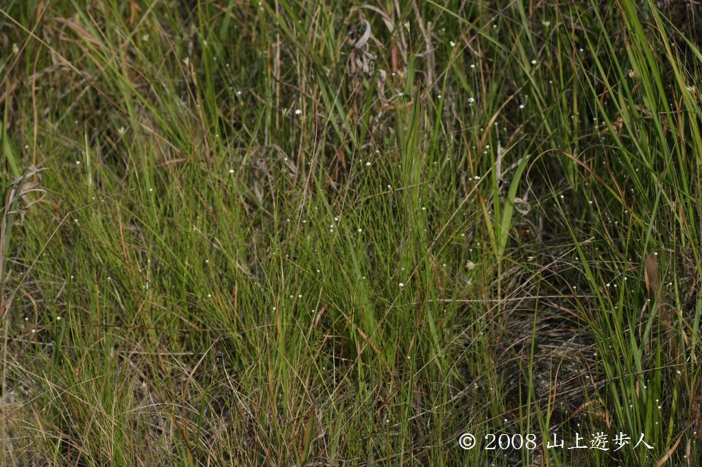 マウスホイールで拡大