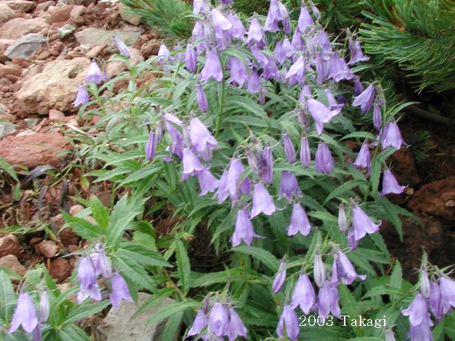 マウスホイールで拡大