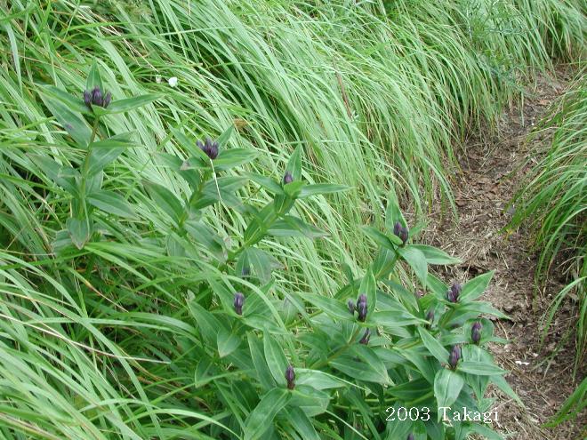 マウスホイールで拡大