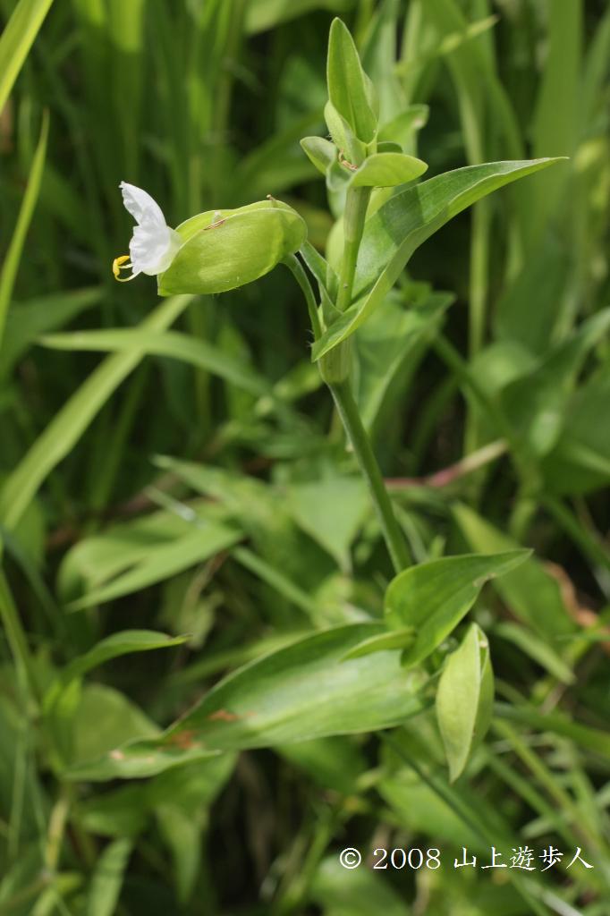 マウスホイールで拡大