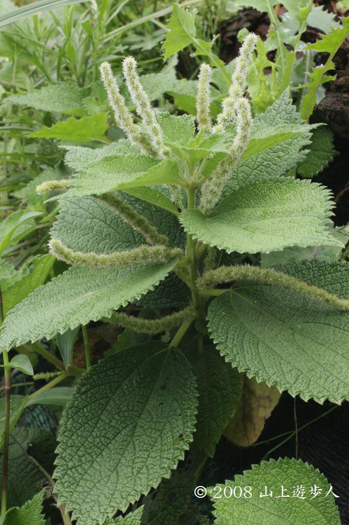 マウスホイールで拡大