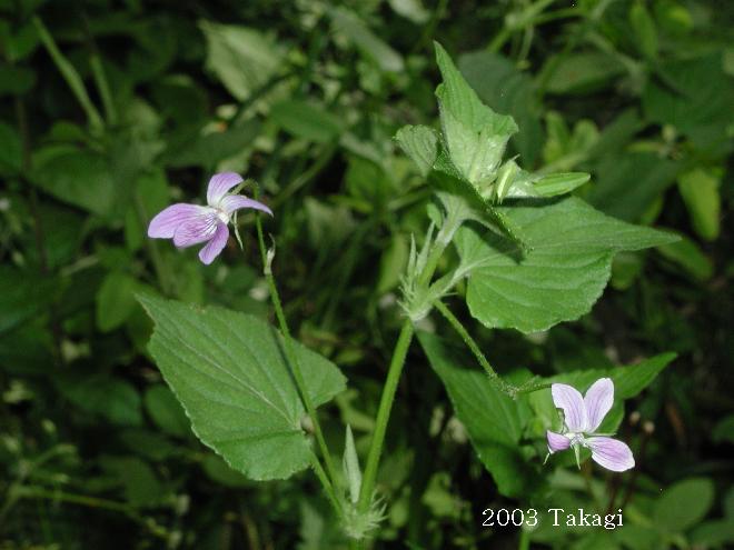 マウスホイールで拡大