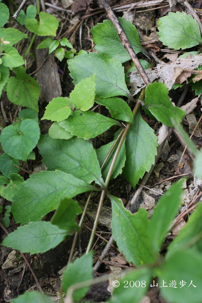 マウスホイールで拡大