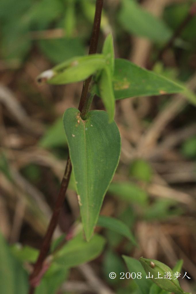 マウスホイールで拡大